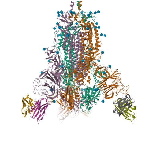 RCSB PDB - 7NDC: EM Structure Of SARS-CoV-2 Spike Glycoprotein (all RBD ...