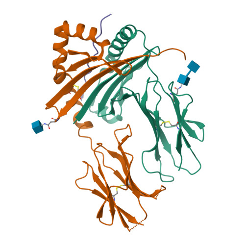 Rcsb Pdb O Crystal Structure Of Hla Dr In Complex With A Hsp