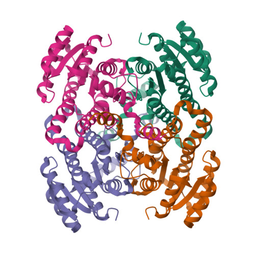 RCSB PDB - 7O6Q: Structure of the borneol dehydrogenase 1 of salvia ...
