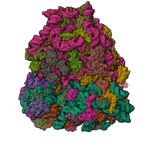 RCSB PDB - 7O7Y: Rabbit 80S ribosome stalled close to the mutated