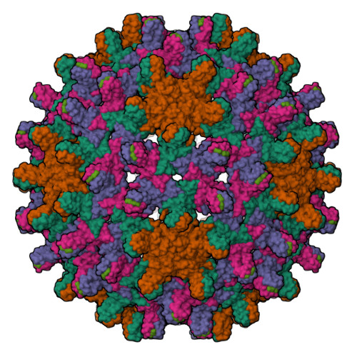 RCSB PDB - 7OD7: Hepatitis B Core Protein + SLLGRM