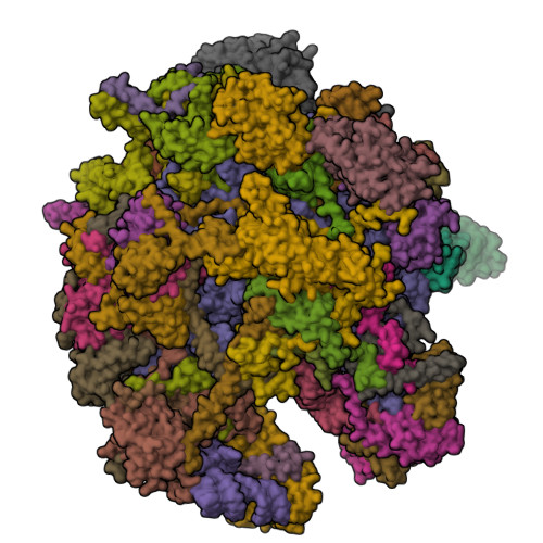RCSB PDB - 7ODS: State B of the human mitoribosomal large subunit ...