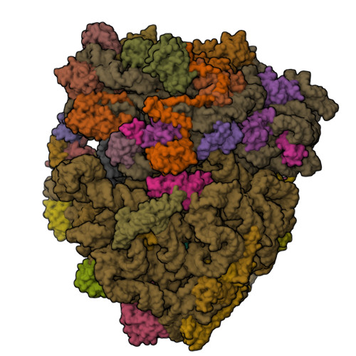 RCSB PDB - 7PAJ: 70S ribosome with EF-Tu-tRNA, P- and E-site tRNAs in ...