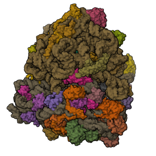 RCSB PDB - 7PAN: 70S ribosome with A/P- and P/E-site tRNAs in ...