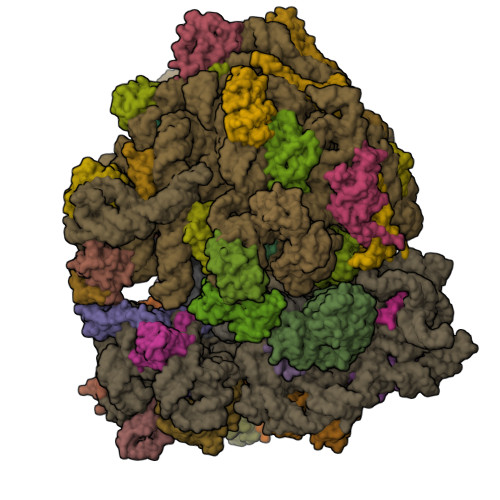 RCSB PDB - 7PHA: 70S ribosome with EF-Tu-tRNA and P-site tRNA in ...