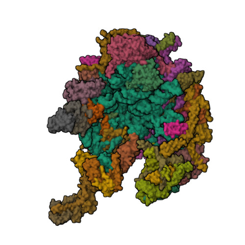 RCSB PDB - 7PO4: Assembly intermediate of human mitochondrial ribosome ...