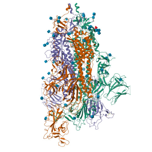 RCSB PDB - 7R14: Alpha Variant SARS-CoV-2 Spike with 1 Erect RBD