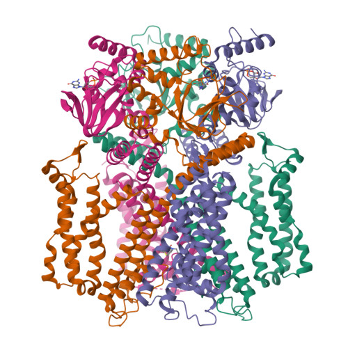 RCSB PDB - 7RHK: Cryo-EM structure of human rod CNGA1/B1 channel in L ...