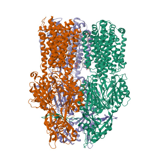 RCSB PDB - 7RR6: Multidrug efflux pump subunit AcrB