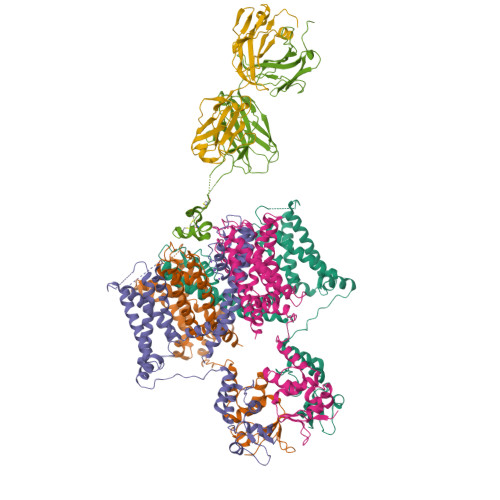 RCSB PDB - 7SSV: Structure of human Kv1.3 with Fab-ShK fusion