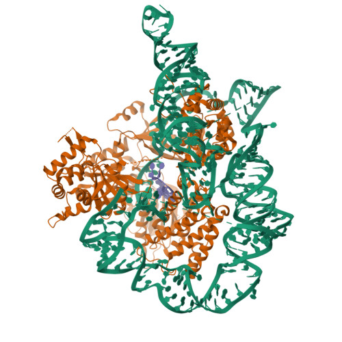 RCSB PDB - 7TRD: Human telomerase catalytic core structure at 3.3 Angstrom