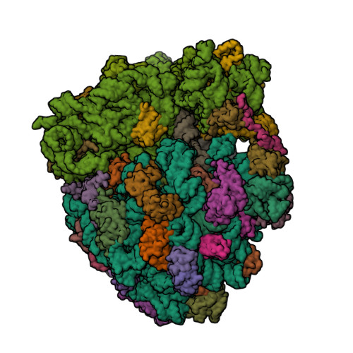 RCSB PDB - 7U2I: Crystal structure of the Thermus thermophilus 70S