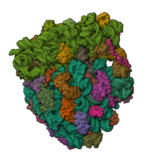 RCSB PDB - 7U2I: Crystal structure of the Thermus thermophilus 70S