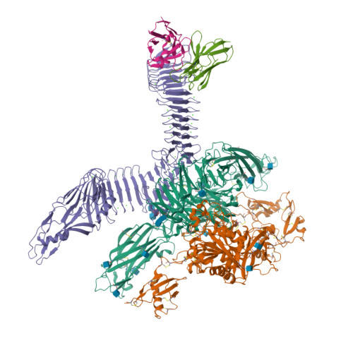 RCSB PDB - 7USL: Integrin alphaM/beta2 ectodomain in complex with