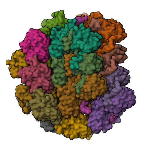 RCSB PDB - 7UWS: Atomic model of the partial VSV nucleocapsid