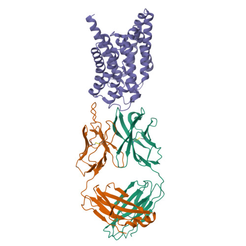 Hepatic sodium/bile acid cotransporter structure