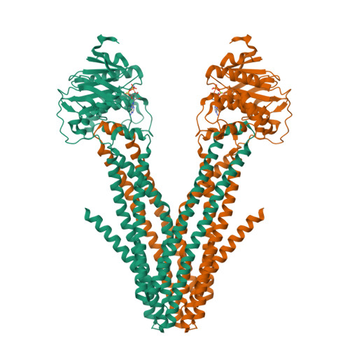 Rcsb Pdb 7vgf Cryo Em Structure Of Amp Pnp Bound Human Abcb7 1332