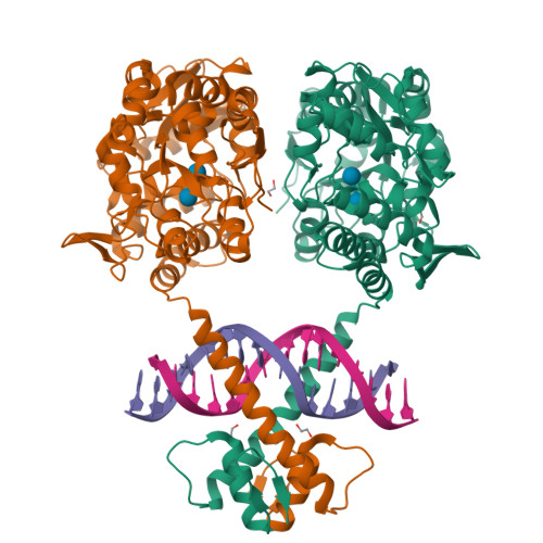 Rcsb Pdb Vn Crystal Structure Of Mbp Fused Bil Bzr In Complex With Double