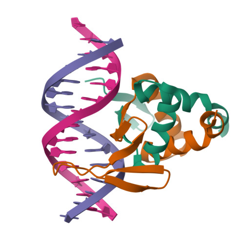 Rcsb Pdb Vp Structure Of A Transcription Factor And Dna Complex