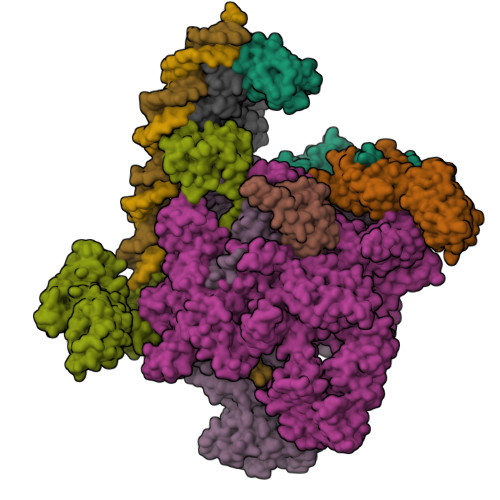 RCSB PDB - 7VWY: Cryo-EM structure of Rob-dependent transcription ...