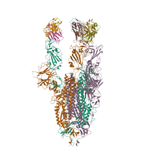 RCSB PDB - 7WCH: CryoEM structure of the SARS-CoV-2 S6P(B.1.617.2) in ...