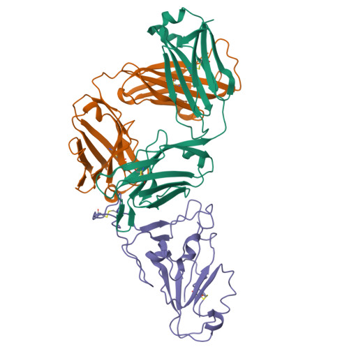 Rcsb Pdb Wvl Structure Of P A Fab In Complex With Spike Rbd From