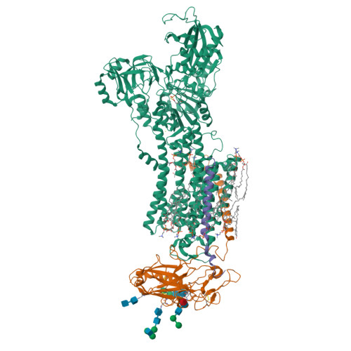 Rcsb Pdb 7wz0 Cryo Em Structure Of Na K Atpase In The E2p State Formed By Inorganic