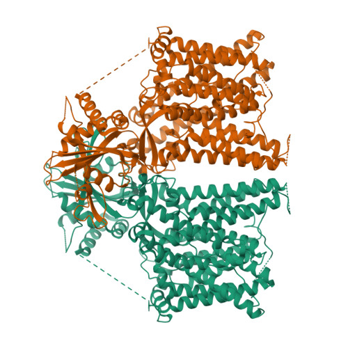 RCSB PDB 7X1H Cryo EM Structure Of Human BTR1 In The Inward Facing State With R125H Mutation