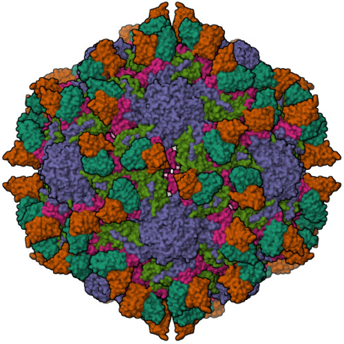 RCSB PDB - 7X2G: Cryo-EM structure of Coxsackievirus B1 empty particle ...
