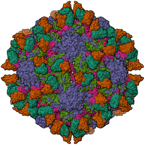 RCSB PDB - 7X37: Cryo-EM structure of Coxsackievirus B1 A particle in ...