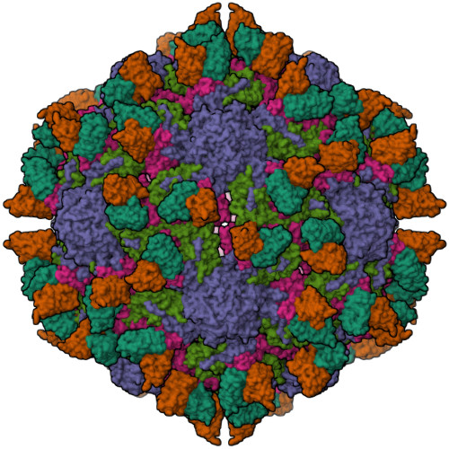 RCSB PDB - 7X46: Cryo-EM structure of Coxsackievirus B1 A-particle