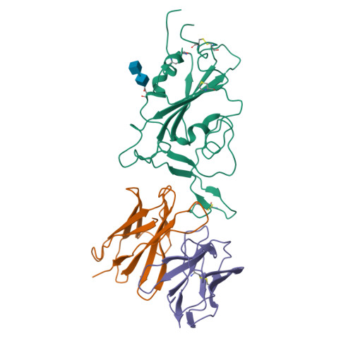 RCSB PDB - 7X91: The SARS-CoV-2 Receptor Binding Domain Bound With An ...