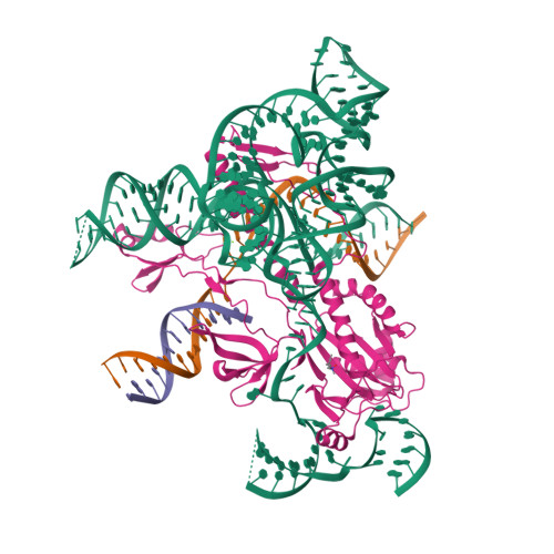 RCSB PDB - 7XHT: Structure of the OgeuIscB-omega RNA-target DNA complex