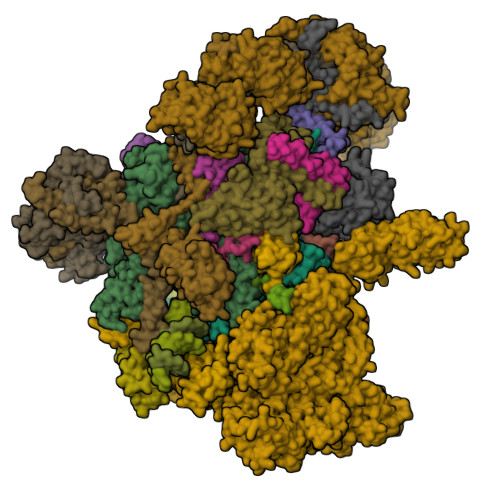 RCSB PDB - 7XN7: RNA polymerase II elongation complex containing Spt4/5 ...