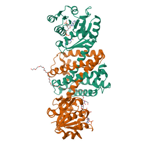 RCSB PDB 7XR5 Crystal Structure Of Imine Reductase With NAPDH From Streptomyces Albidoflavus