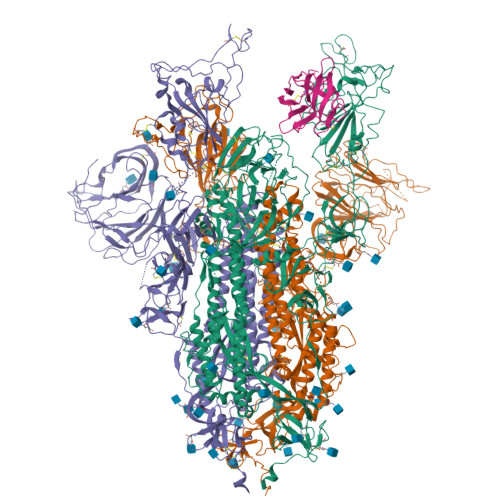 RCSB PDB - 7XY3: Cryo-EM structure of SARS-CoV-2 spike in complex with ...
