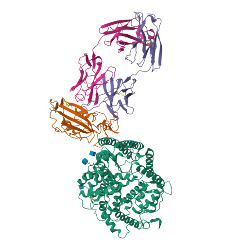 RCSB PDB - 7YDI: SARS-CoV-2 Spike (6P) in complex with 3 R1-32 Fabs and 3  ACE2, focused refinement of RBD region