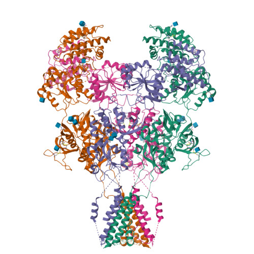 Rcsb Pdb 7yfl Structure Of Glun1a Glun2d Nmda Receptor In Complex