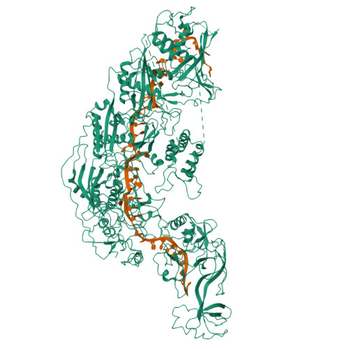 RCSB PDB - 7YN9: Cryo-EM Structure Of Cas7-11-crRNA Binary Complex