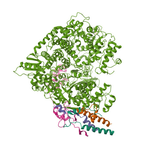 Rcsb Pdb 7yot Cryo Em Structure Of Rna Polymerase In Complex With P Protein Tetramer Of 9814