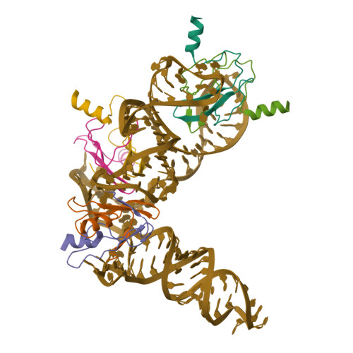 RCSB PDB - 7YR7: Cryo-EM structure of Pseudomonas aeruginosa RsmZ