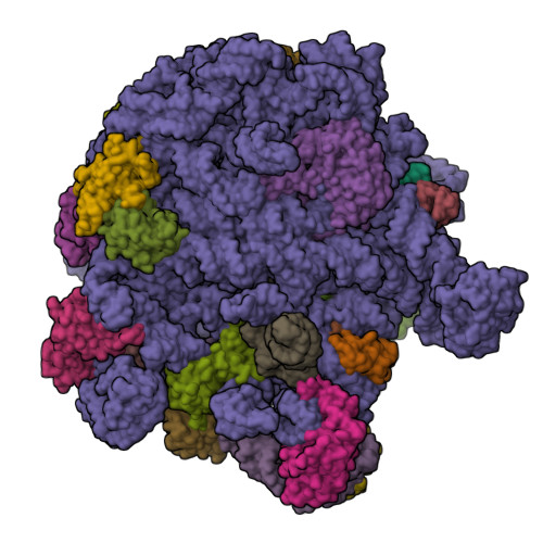 RCSB PDB - 7ZQ6: 70S E. coli ribosome with truncated uL23 and uL24