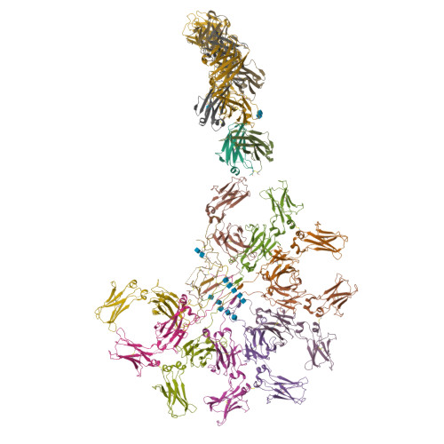 RCSB PDB - 8AE2: Cryo-EM Structure Of Full-length Human Immunoglobulin ...