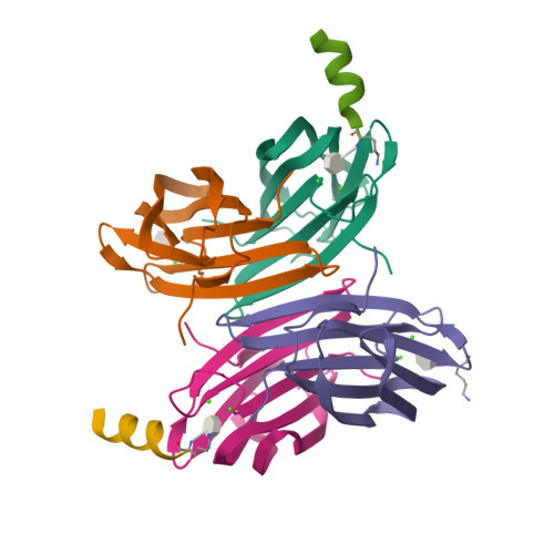 RCSB PDB - 8ANO: Fucosylated Mixed-chirality Linear Peptide FHP8 Bound ...