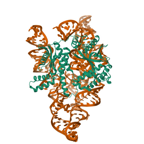 RCSB PDB - 8AXB: Cryo-EM structure of Cas12k-sgRNA binary complex (type ...