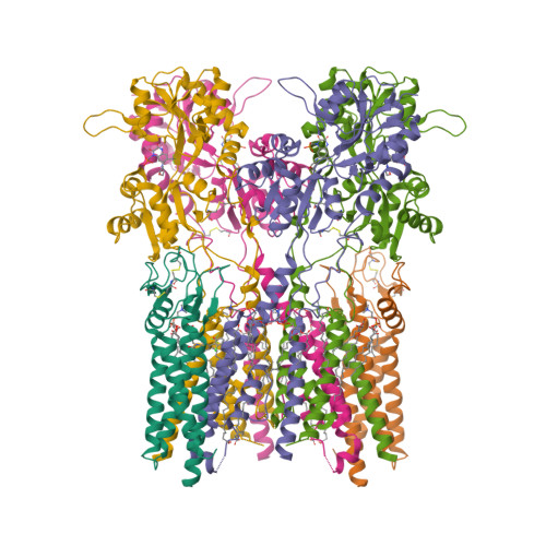 RCSB PDB - 8AYM: Resting State GluA1/A2 AMPA Receptor In Complex With ...