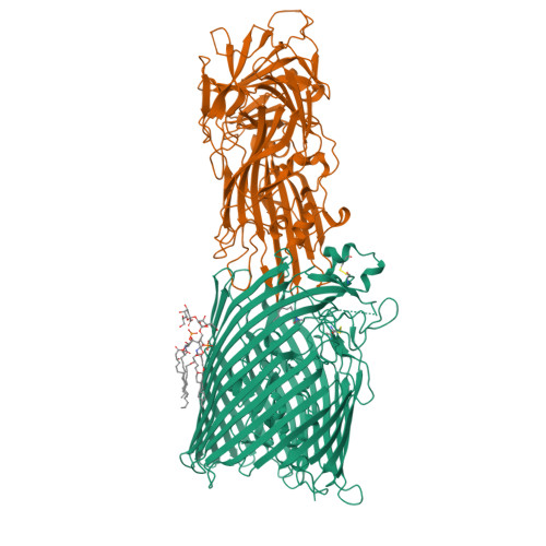 RCSB PDB - 8B14: T5 Receptor Binding Protein Pb5 In Complex With Its E ...