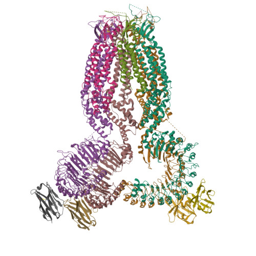 RCSB PDB - 8B41: Structure of heteromeric LRRC8A/C (1:1 co-transfected ...