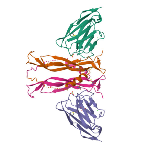 RCSB PDB - 8B7W: Complex IL-17A/anti-IL-17A-76