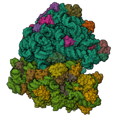 RCSB PDB - 8B7Y: Cryo-EM Structure Of The E.coli 70S Ribosome In ...